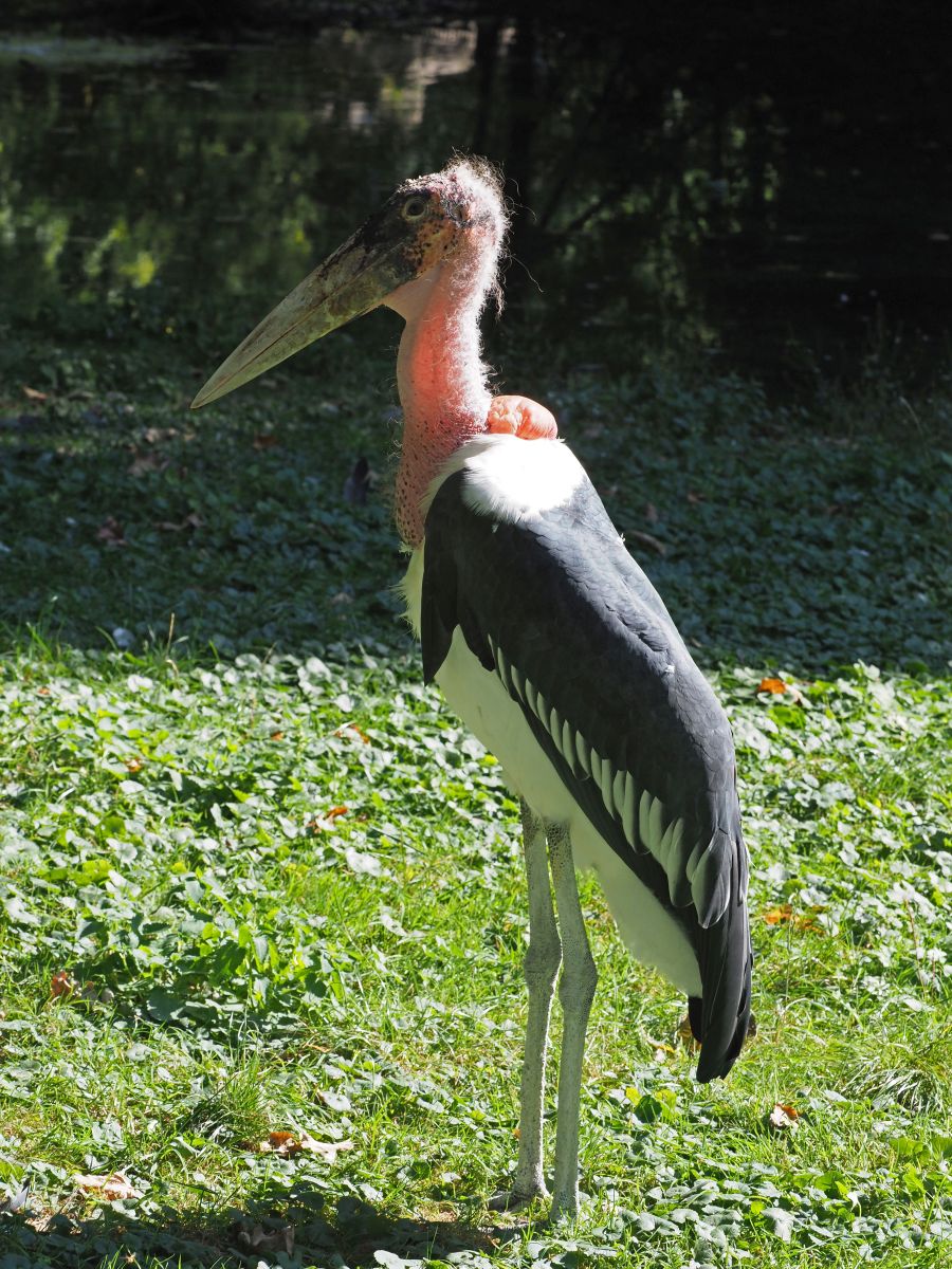 1740514912Bild 155 afrikanischer Marabu.JPG